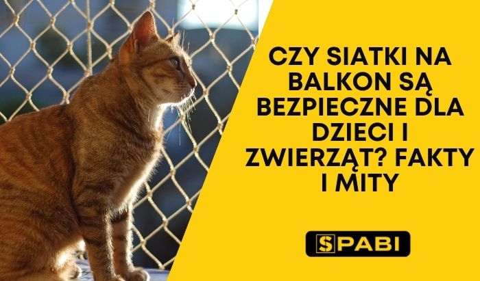 Kot na balkonie